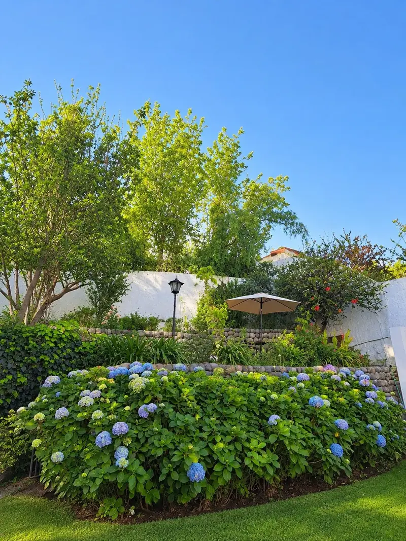Blue hydrangeas against the garden’s stone wall