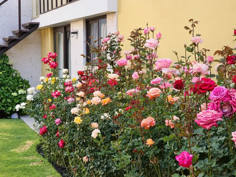 Colourful roses in the garden, beside the staircase